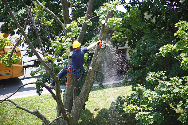 Best Tree Removal Service  in Fairfield, OH