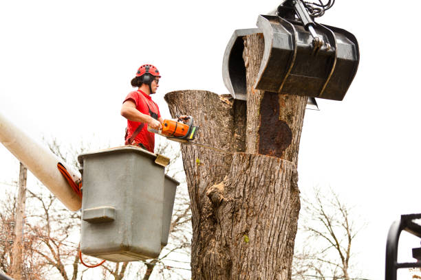 Reliable Fairfield, OH Tree Services Solutions